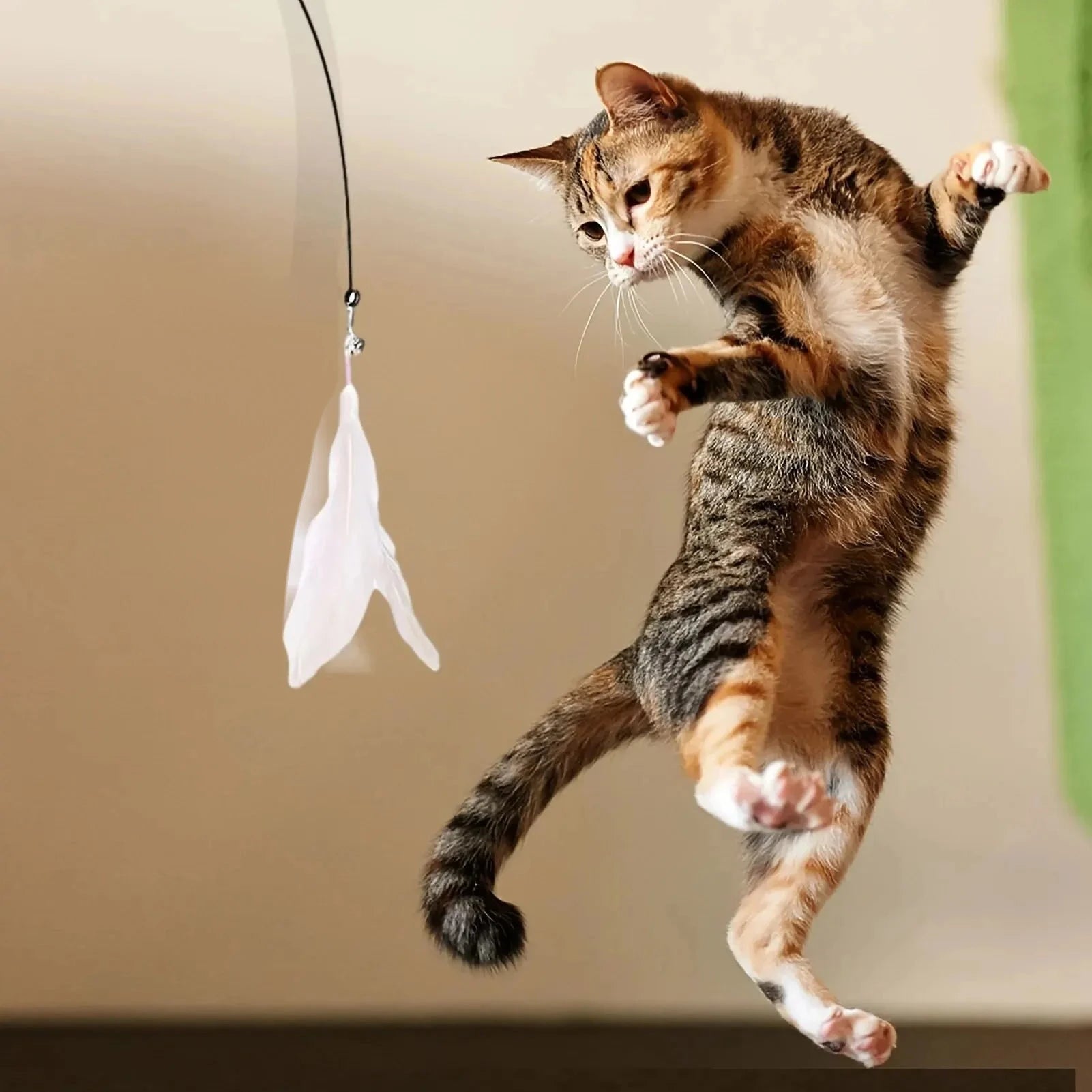 壁に貼る猫じゃらしの羽根に飛びつく猫