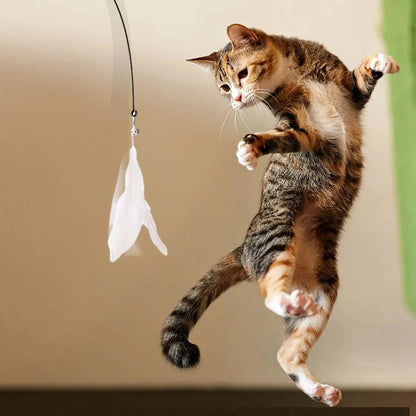 壁に貼る猫じゃらしの羽根に飛びつく猫